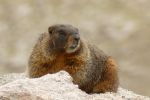 PICTURES/Mt. Evans - Idaho Springs, Colorado/t_Marmot13.JPG